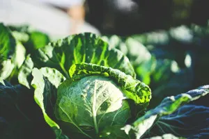 légumes printemps mars 2021