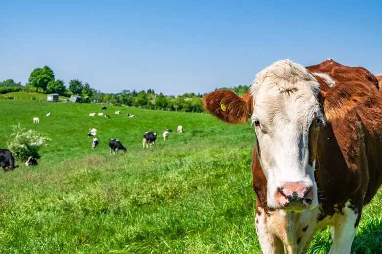 Il y a de nombreux avantages dans la biodynamie.