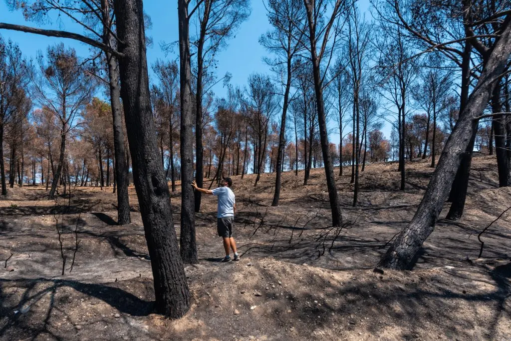 Les feux de forêt de l’été 2022 ont de lourdes conséquences.